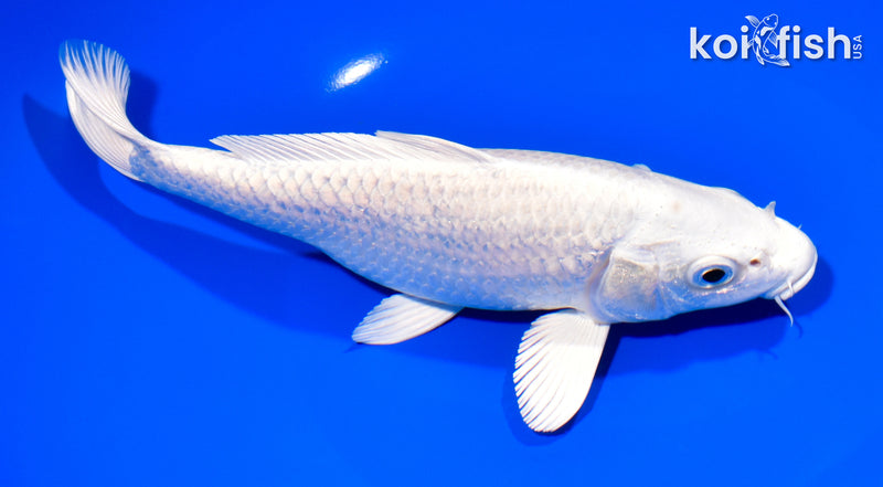 8" PLATINUM OGON