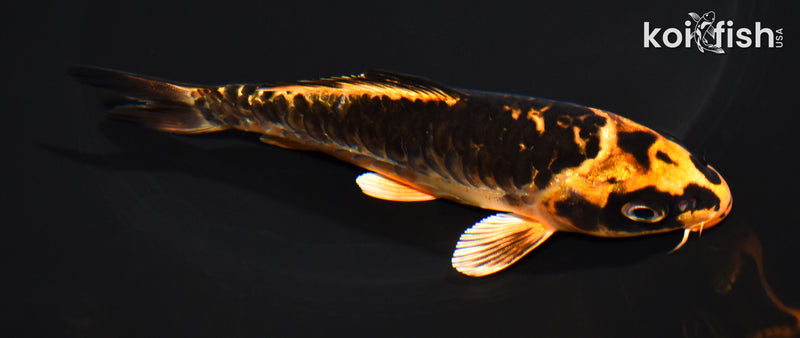 5.5" ARAGOKE ORENJI MATSUBA