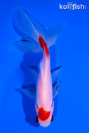 5.75" MARUTEN WATOANI GOLDFISH