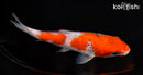 6.5" GOSHIKI