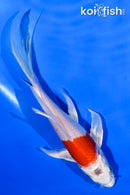 6" HARIWAKE BUTTERFLY