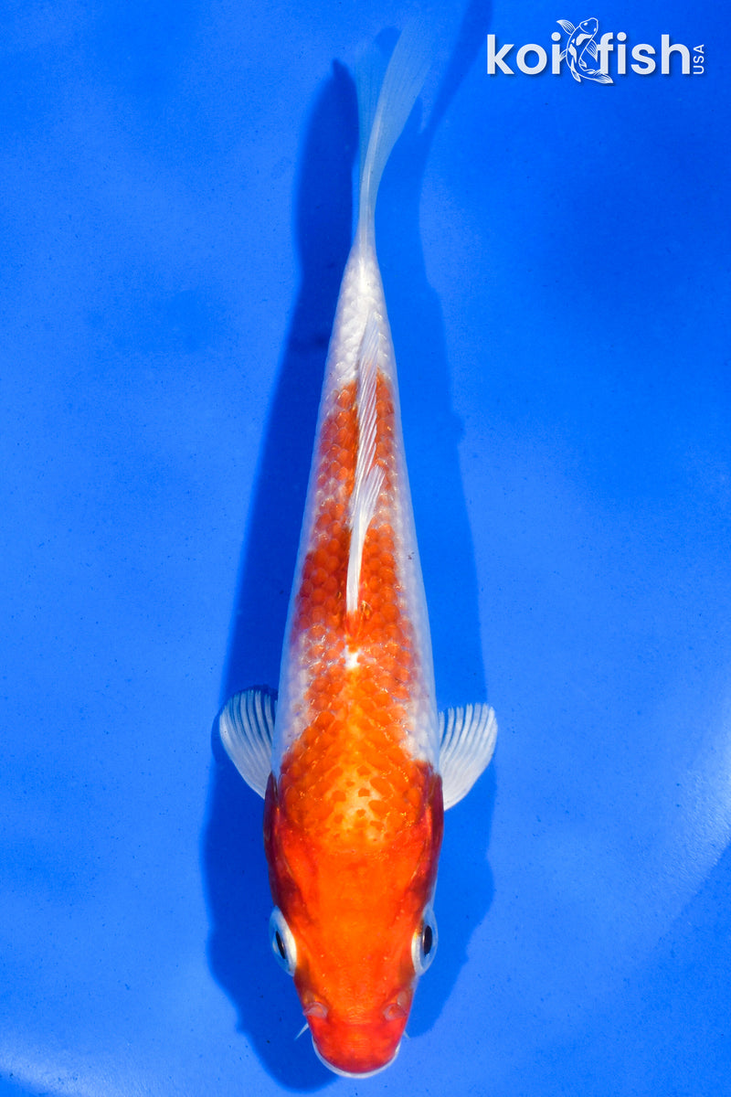 5" HARIWAKE
