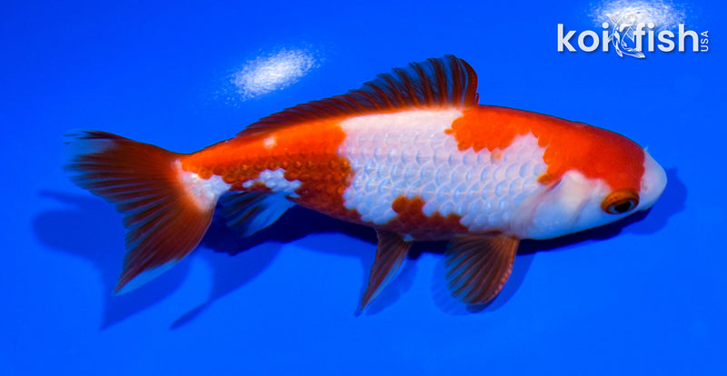 5" WAKIN GOLDFISH