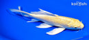 7.5" YAMABUKI OGON BUTTERFLY