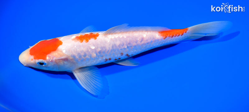 8.5" GINRIN KOHAKU