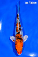 5" GINRIN YAMATO NISHIKI