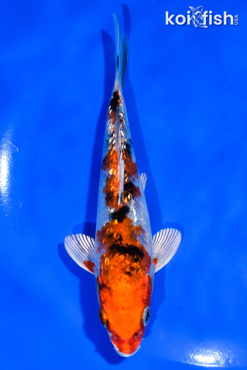 5" GINRIN YAMATO NISHIKI