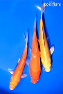 PACK OF (3) 5.25-6" STANDARD KOI