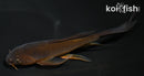 5" CHAGOI BUTTERFLY