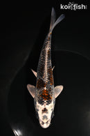 6.25" GINRIN BENI GINGA