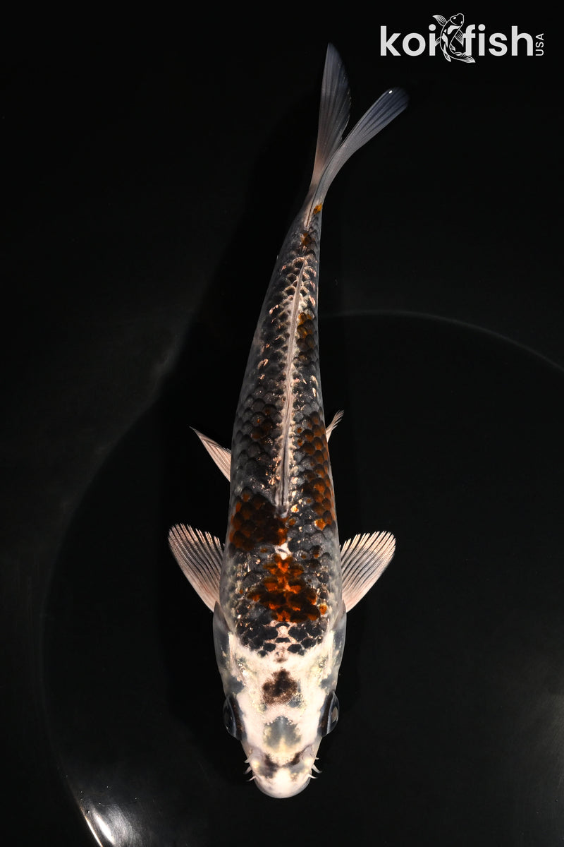 6.25" GINRIN BENI GINGA