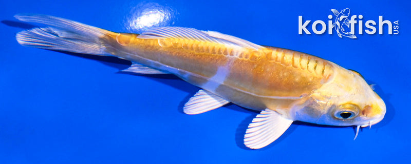 4.5" DOITSU LEMON HARIWAKE