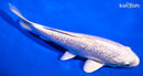 6.75" GINRIN PLATINUM OGON