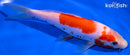 6.75" KOHAKU