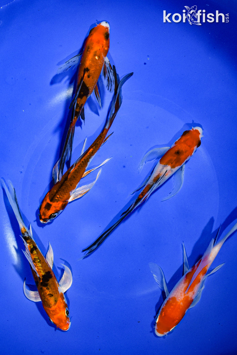 PACK OF (5) 4-5" BUTTERFLY KOI