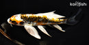 7.25" ARAGOKE BENI KIKOKURYU BUTTERFLY