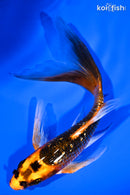5.75" GINRIN KIN ORENJI MATSUBA BUTTERFLY