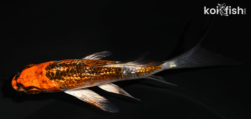 4.25" GINRIN BENI GINGA BUTTERFLY