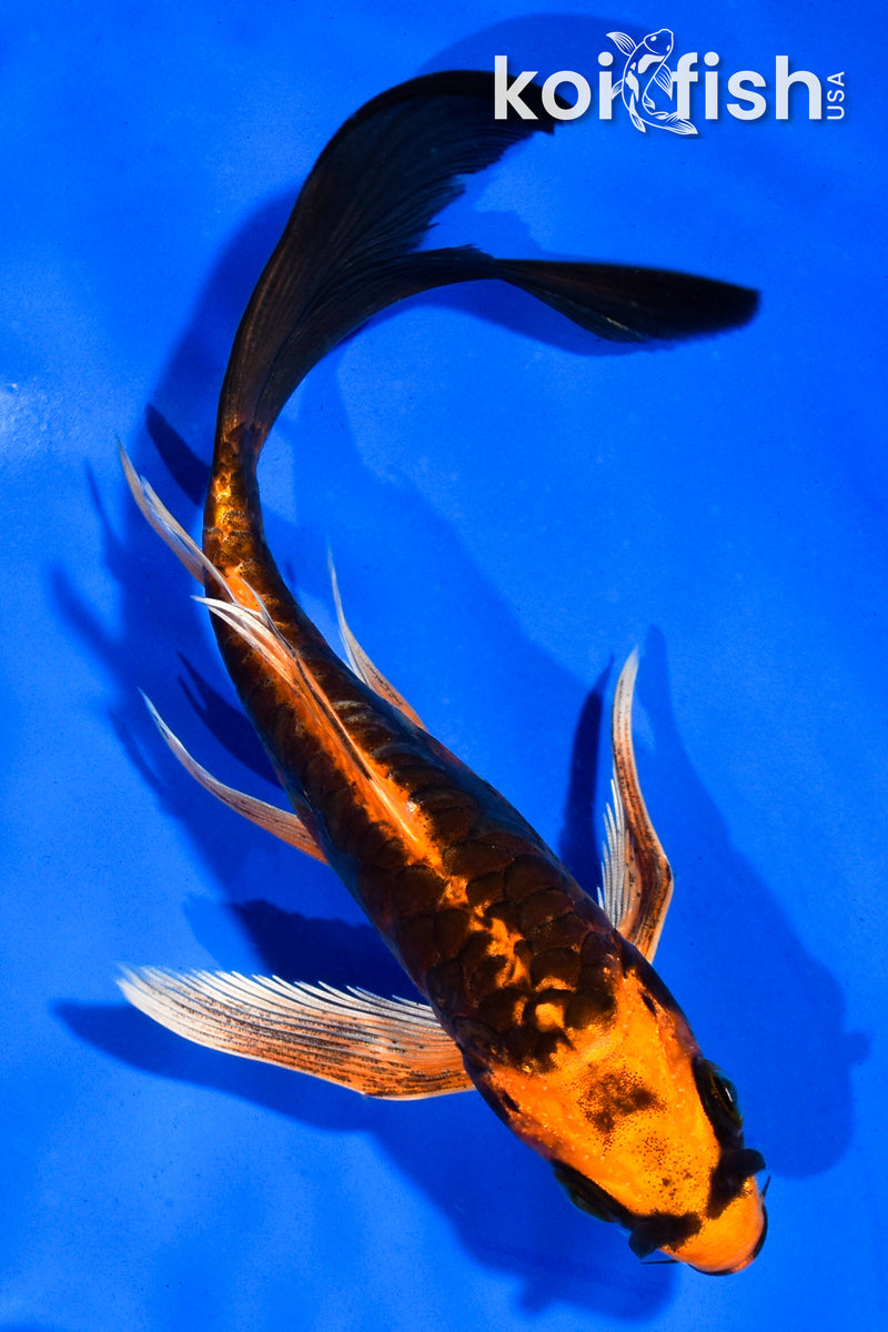 5.5" ARAGOKE ORENJI MATSUBA BUTTERFLY