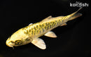 6.75" ARAGOKE KIN KI MATSUBA
