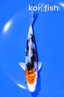 5.75" HEISEI NISHIKI