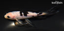 5" SHIRO BEKKO BUTTERFLY
