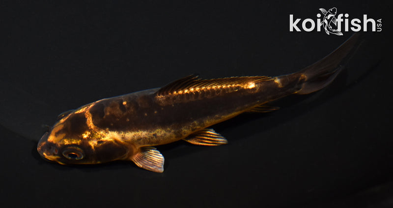 5" BENI KIKOKURYU