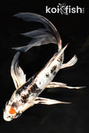 10" ARAGOKE HEISEI NISHIKI BUTTERFLY