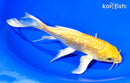 7.25" GINRIN YAMABUKI OGON BUTTERFLY