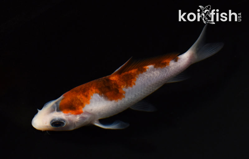 3.75" INAZUMA GOROMO