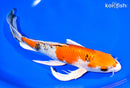 9.5" YAMATO NISHIKI BUTTERFLY