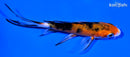 4.75" YAMATO NISHIKI BUTTERFLY