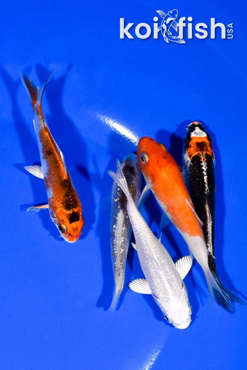 PACK OF (5) 3.25-3.75" STANDARD KOI