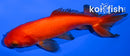 5" WAKIN GOLDFISH