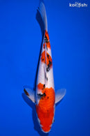 10.75" SANKE