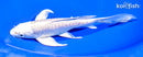 7.25" DOITSU PLATINUM OGON BUTTERFLY