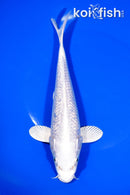 8" GINRIN PLATINUM OGON