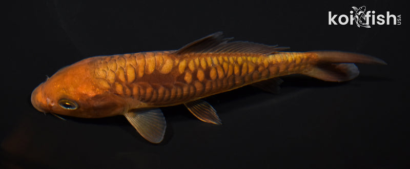 5.25" ARAGOKE CHAGOI