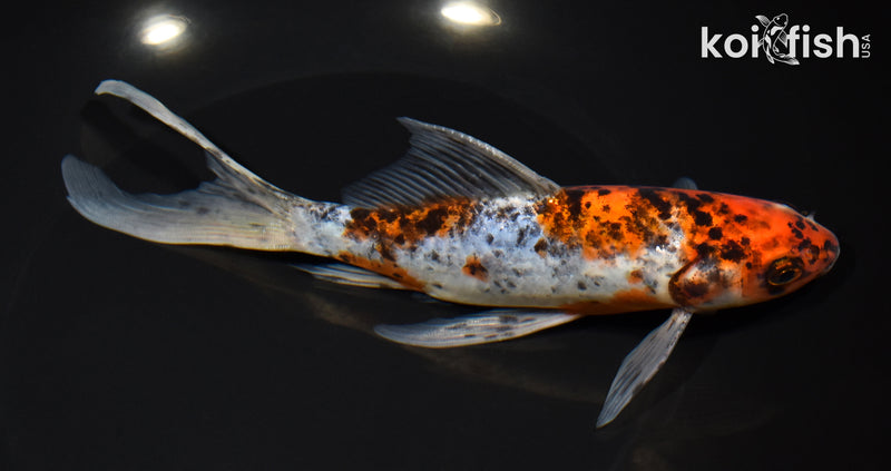 8" SHUBUNKIN GOLDFISH