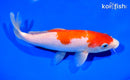 7.25" KOHAKU