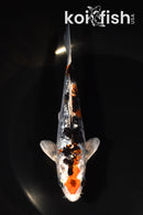 5.5" GINRIN YAMATO NISHIKI