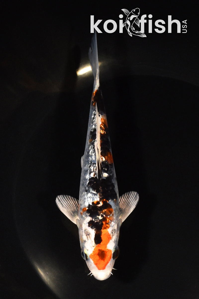 5.5" GINRIN YAMATO NISHIKI