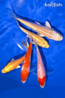 PACK OF (5) 3.75-5" STANDARD KOI
