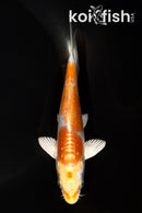 5.25" DOITSU HARIWAKE