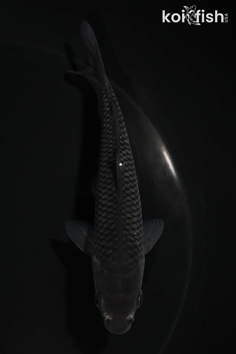 4.25" SORAGOI