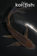 5" CHAGOI BUTTERFLY