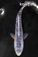 6.5" SHUSUI