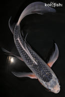 10.75" ASAGI BUTTERFLY