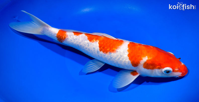 12" GINRIN KOHAKU