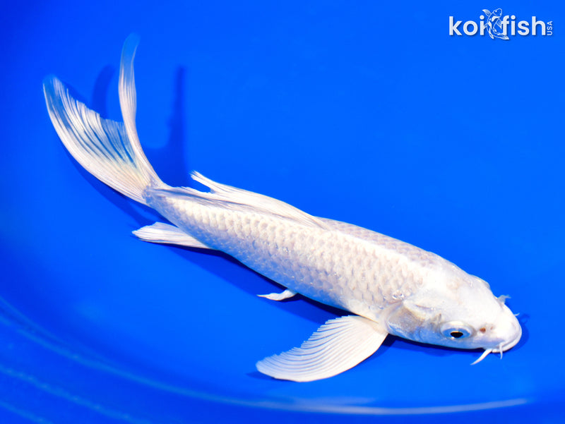 7.75" PLATINUM OGON BUTTERFLY